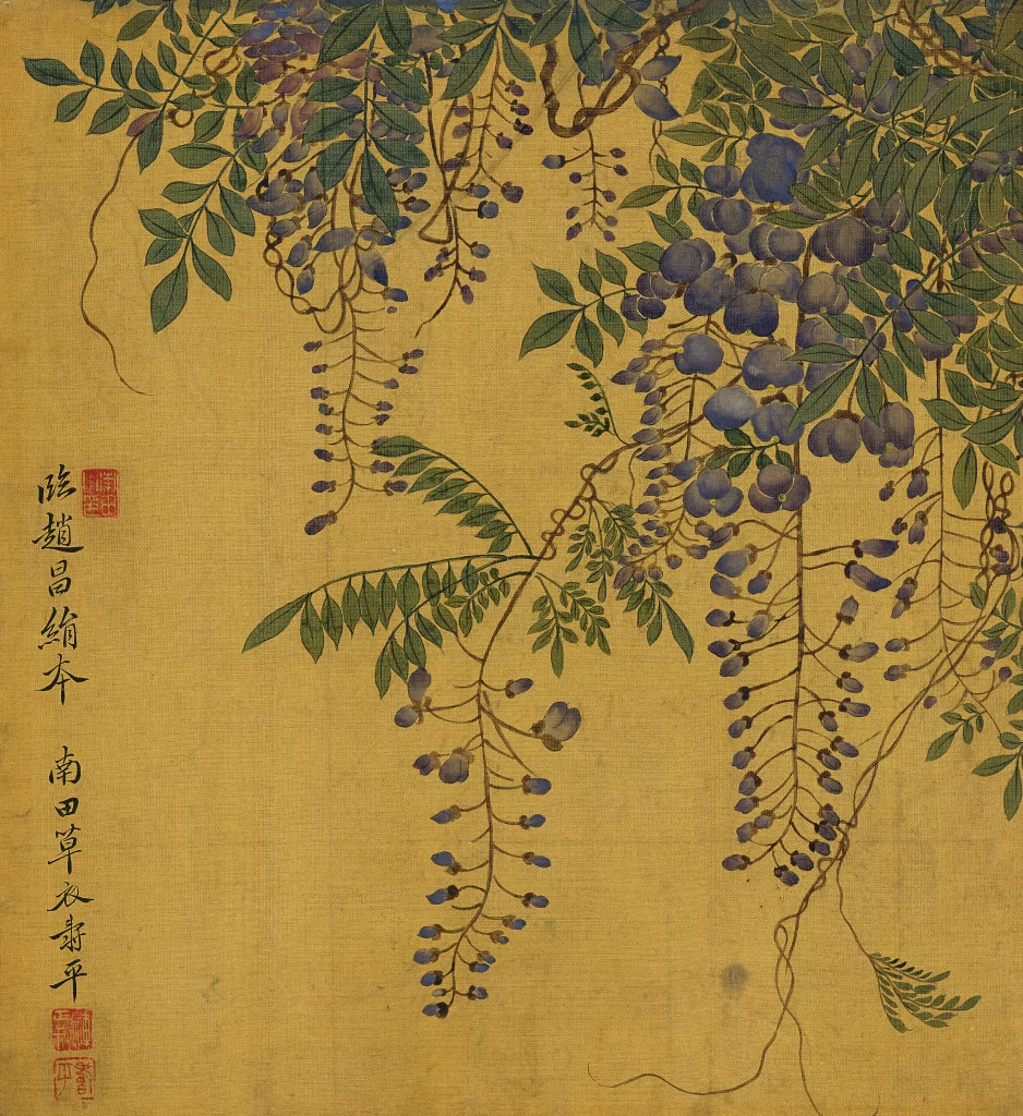 Wisteria Cascading Flowers Yun Shouping