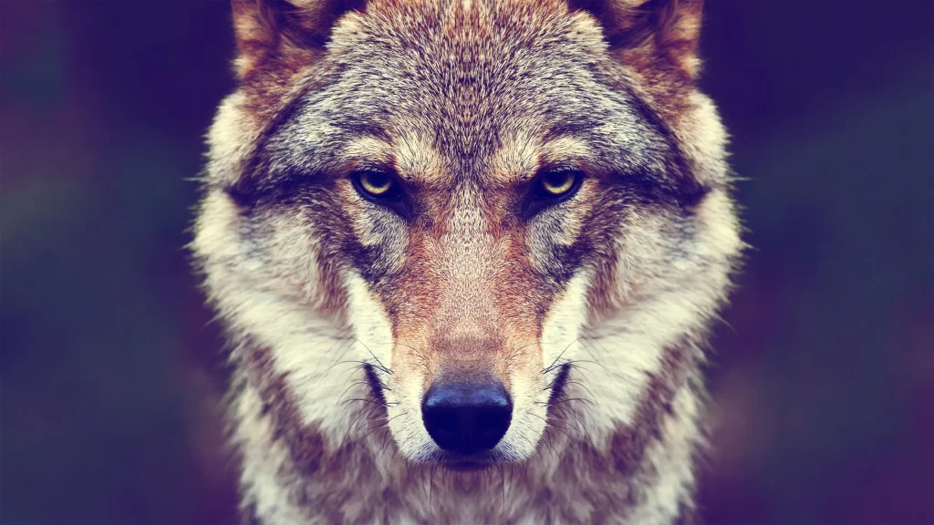Wolf Fur Eyes Nose Nature