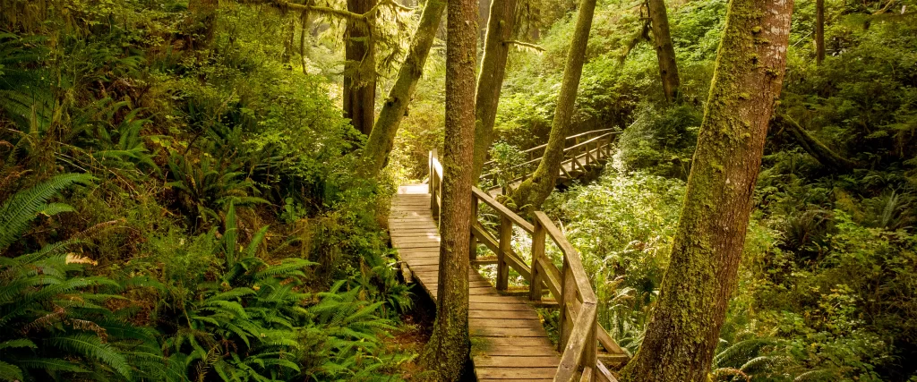 Wooden Path Forest Greenery Sunlight Nature Tranquility