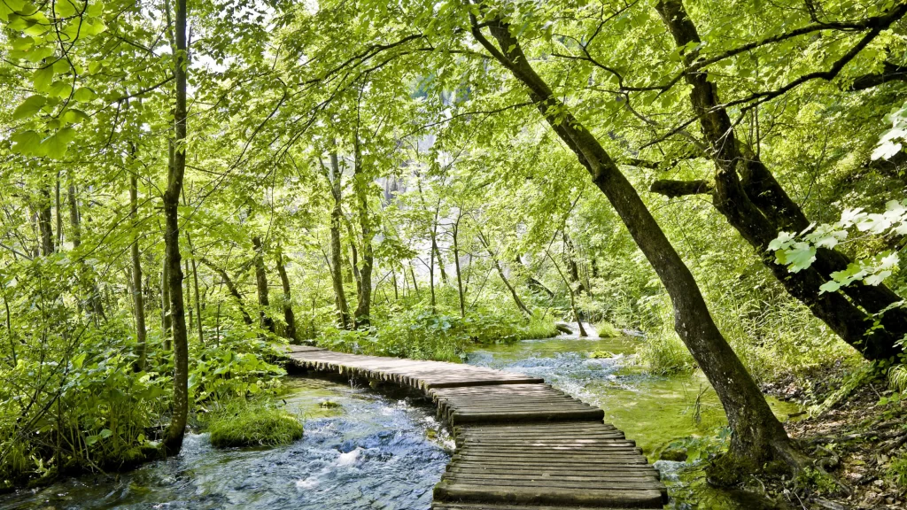 Wooden Path Greenery Stream Trees Sunlight Nature
