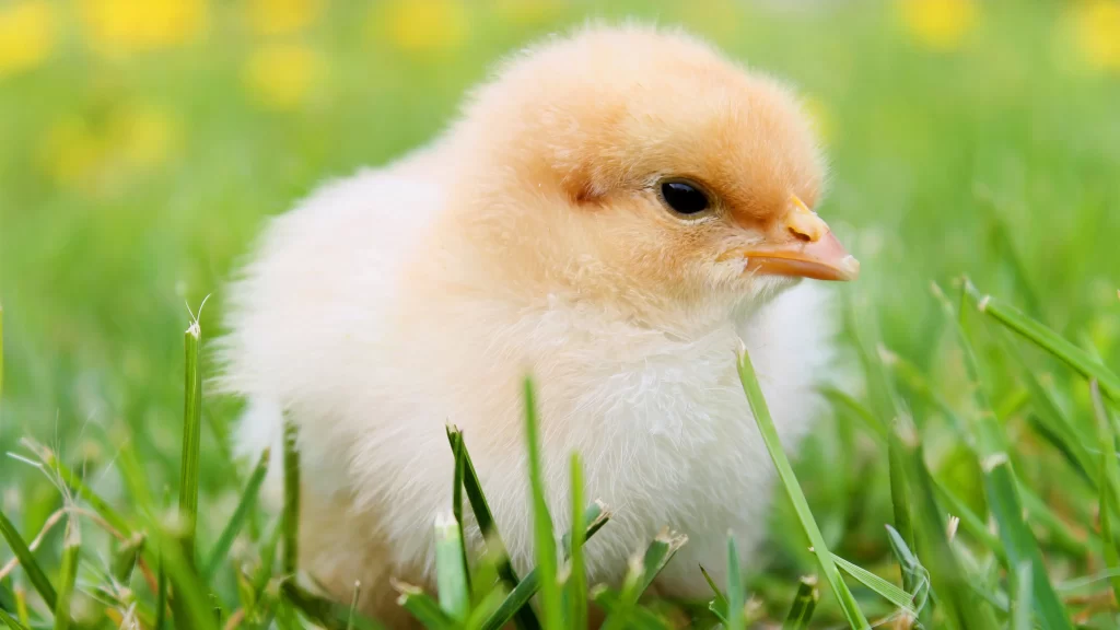 Yellow Chick Green Grass Soft Fur Bright Eyes