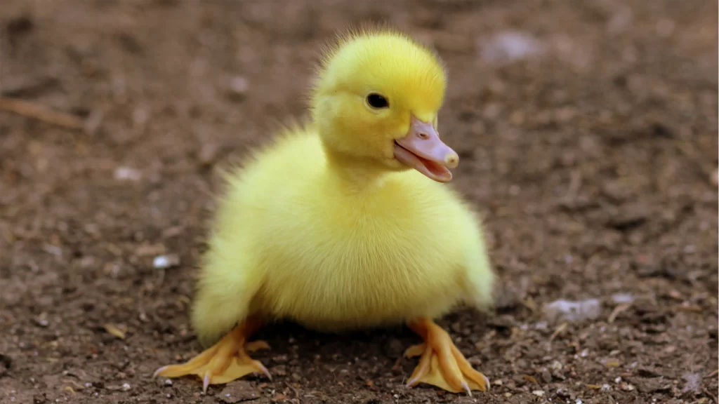 Yellow Duckling Fluffy Feathers Tiny Feet Brown Ground