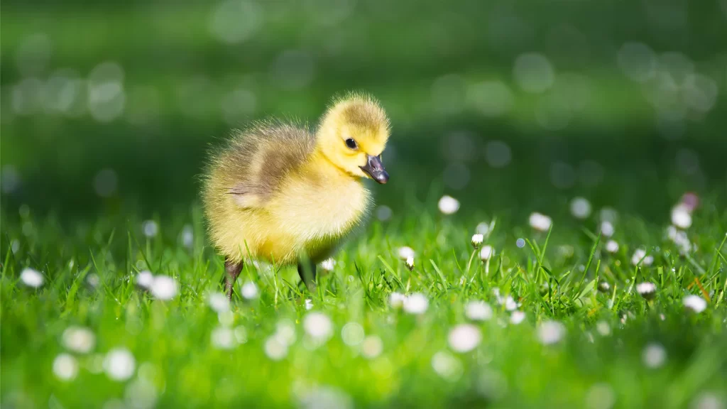 Yellow duckling Green grass White flowers Bright sunlight Soft focus