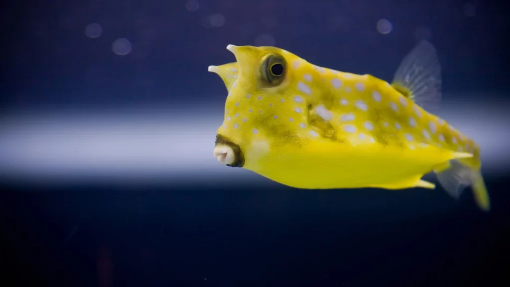 Yellow Fish Blue Background White Spots