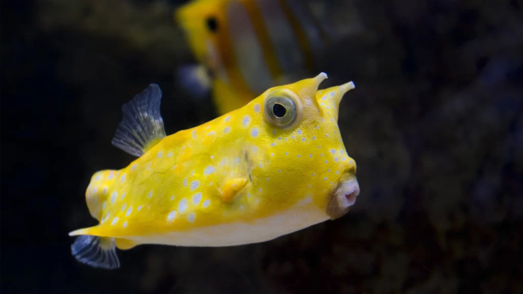 Yellow Fish Coral Reef Marine Life Ocean Aquarium