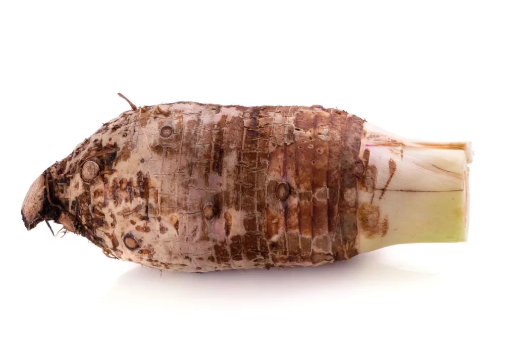 Yucca Root Brown Rough Bumpy