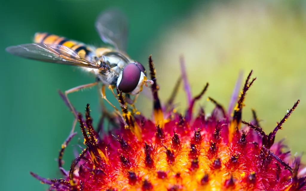 Insect Flower Pollen Vibrant Colors Nature