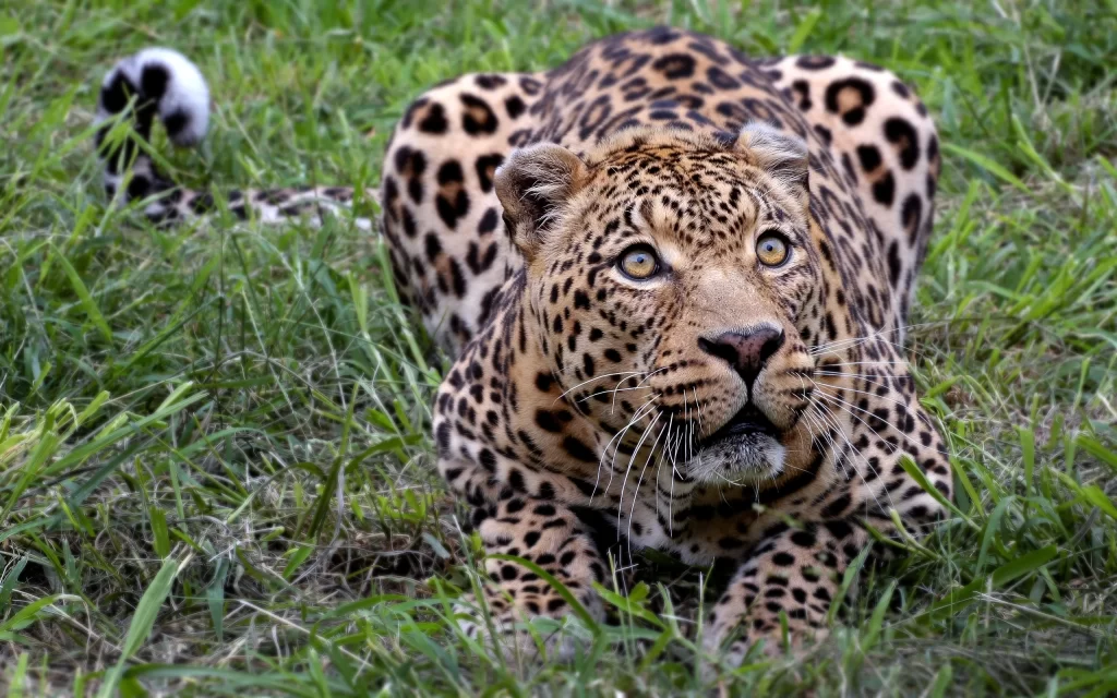 Leopard Grass Alertness Wildlife Nature