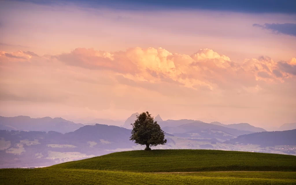 Lone Tree Rolling Hills Sunset Clouds Pasture