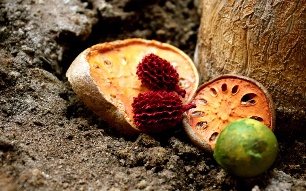 Lotus Root Earth Texture Nature Organic