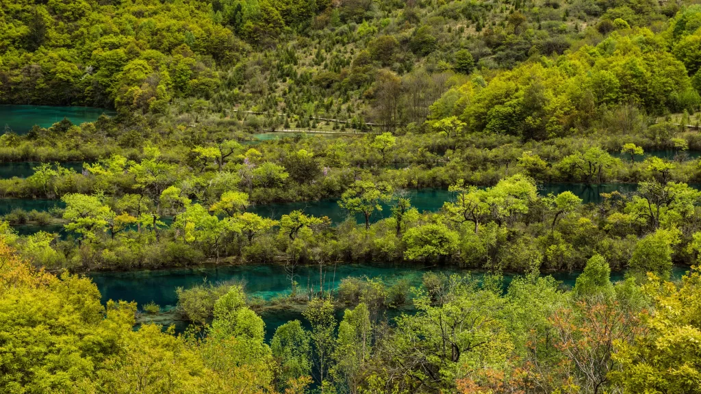 Lush Forest Emerald Water Tranquil Nature Scenic