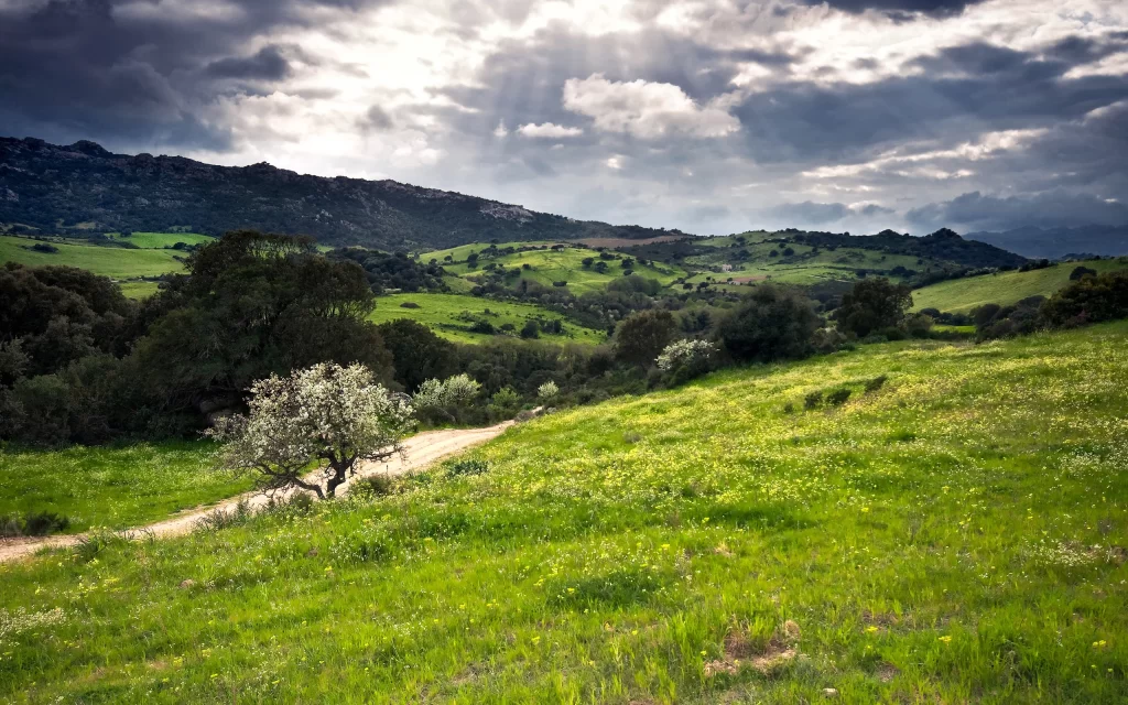 Lush Green Hills Rolling Meadows Blooming Trees Cloudy Sky Nature Scenery