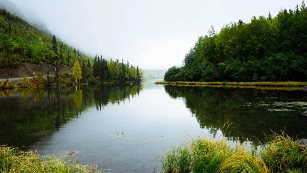Misty Forest Lake Reflections Greenery Tranquility