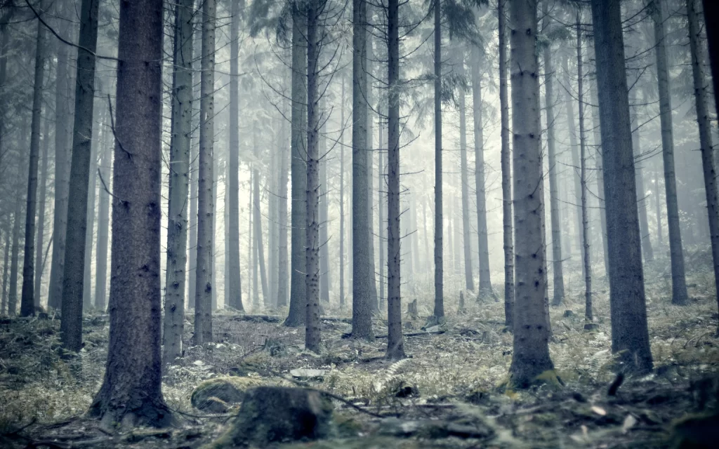 Misty Forest Tall Trees Dense Woods Earthy Tones Nature