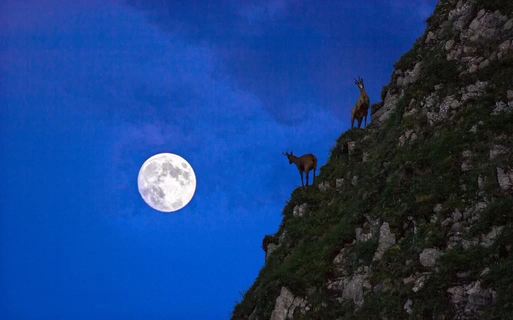 Moon Mountain Goats Twilight Sky Rocks