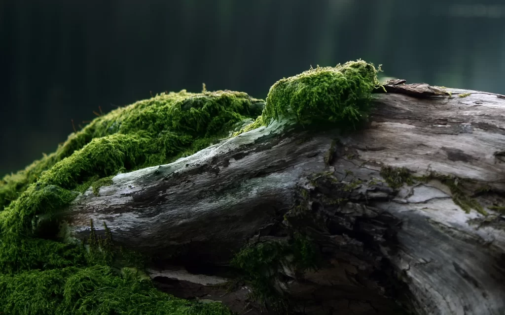 Mossy Log Nature Greenery Texture Organic
