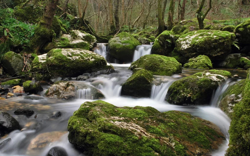 Mossy Rocks Flowing Water Forest Greenery Nature