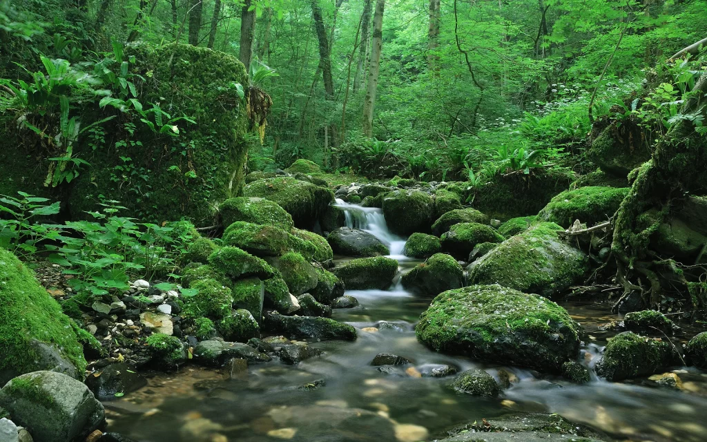 Mossy Rocks Stream Forest Verdant Nature