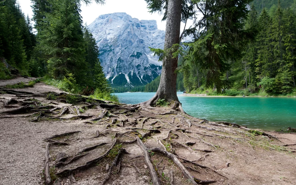 Mountain Lake Forest Roots Blue Sky