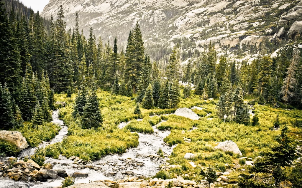 Mountainous Terrain Evergreen Forest Rocky Riverbed Verdant Vegetation Misty Atmosphere Natural Scenery