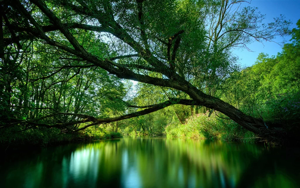 Nature River Trees Reflection Greenery Sunlight