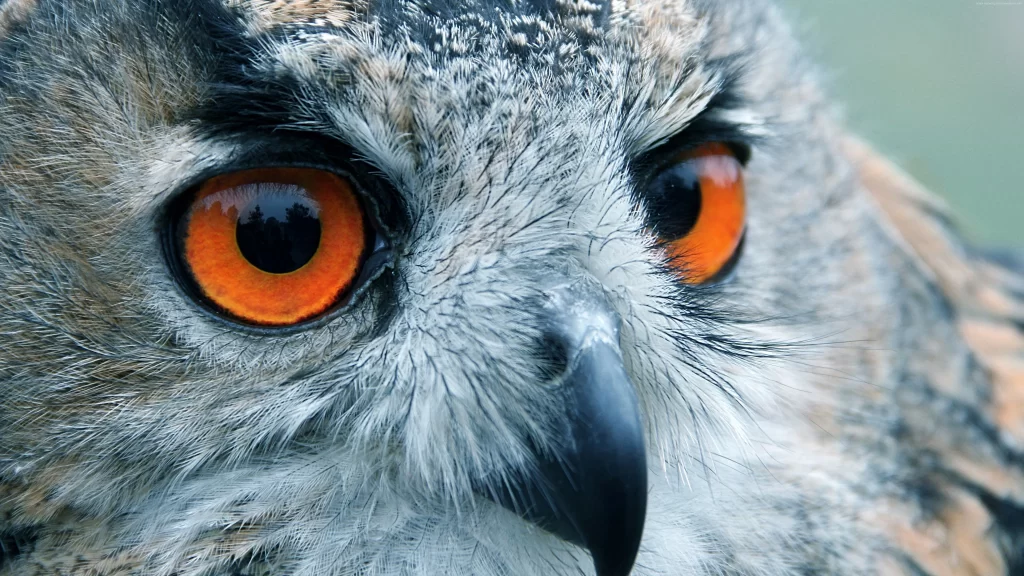 Owl Eyes Orange Feathers Beak