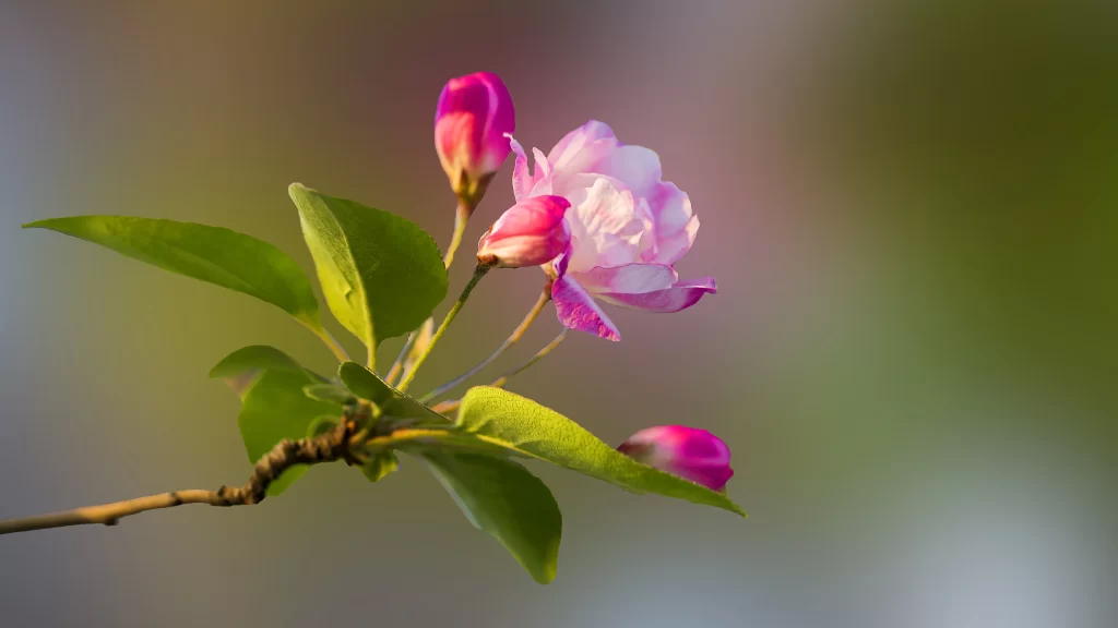 Pink Blossom Green Leaves Nature Spring Bloom