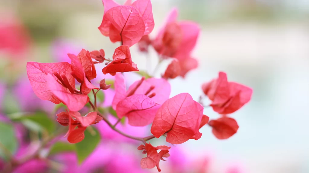 Pink Bougainvillea Flowers Nature Vibrant Colorful
