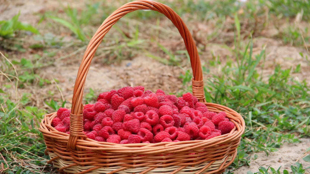 Raspberries Basket Freshness Harvest Nature