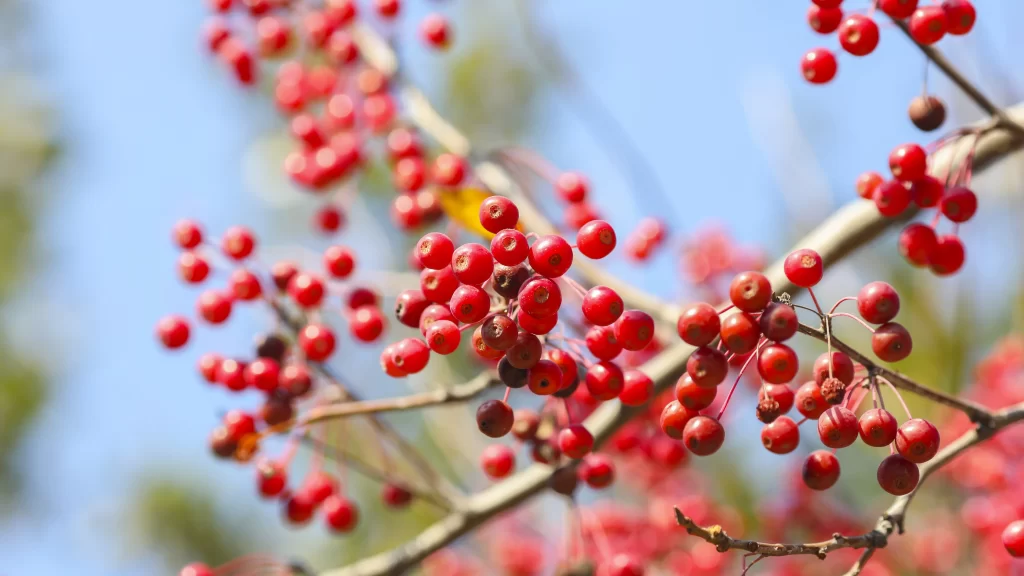Red Berries Branches Nature Sunlight Clear Sky