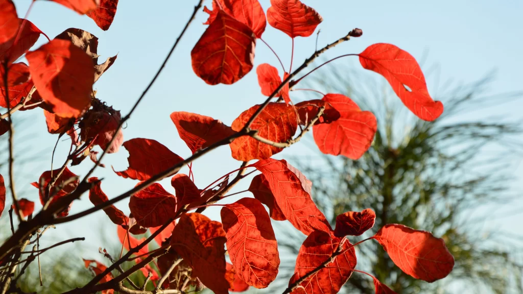 Red Leaves Autumn Branches Nature Sunlight