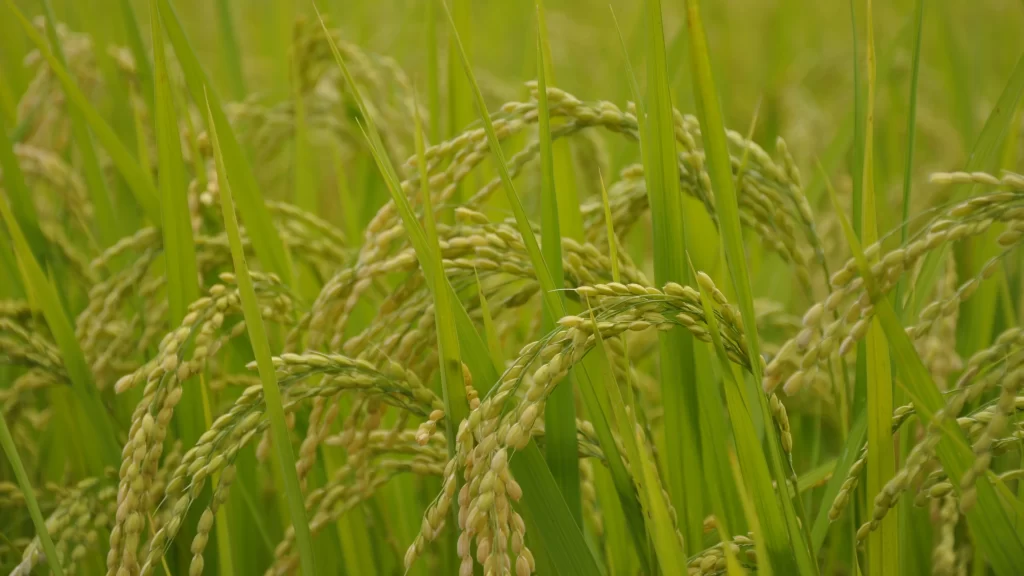 Rice Field Greenery Harvest Growth Nature