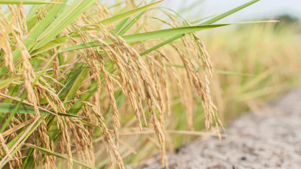 Rice Field Harvest Golden Green