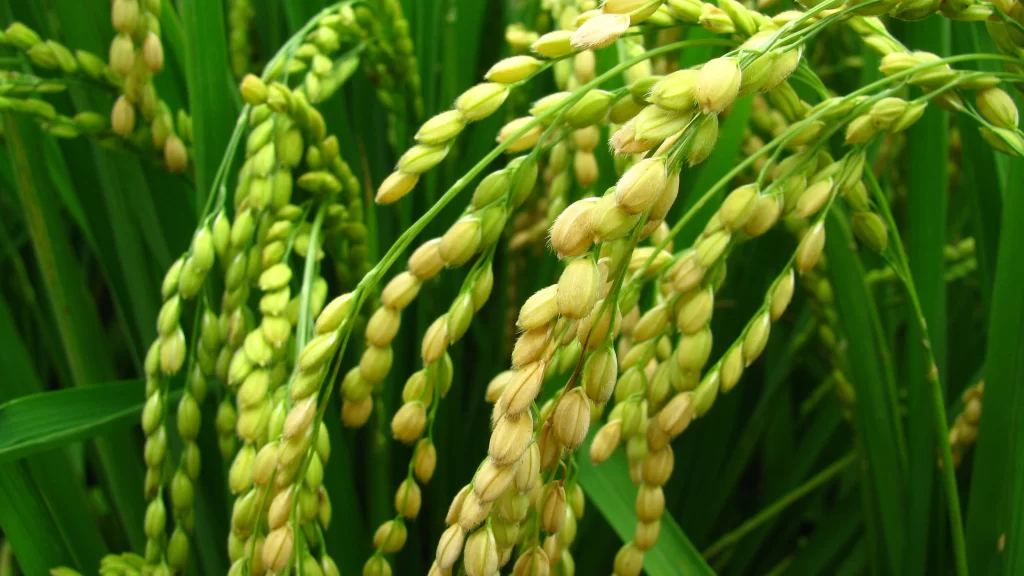 Rice Green Field Harvest Nature