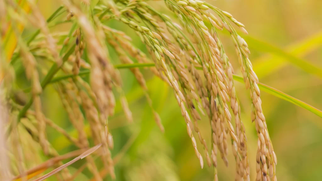 Rice Harvest Field Green Yellow
