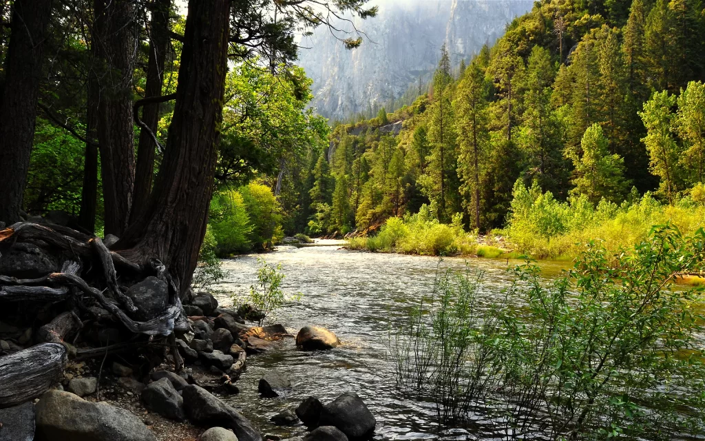 River Forest Trees Sunlight Rocks Nature