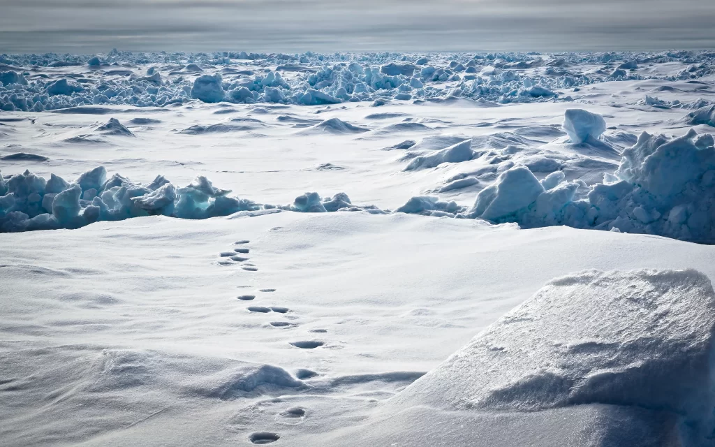 Snowy Arctic Landscape Ice Footprints Cold