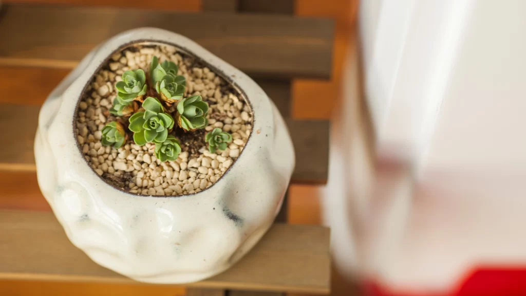 Succulent Plant White Pot Gravel Brown Table