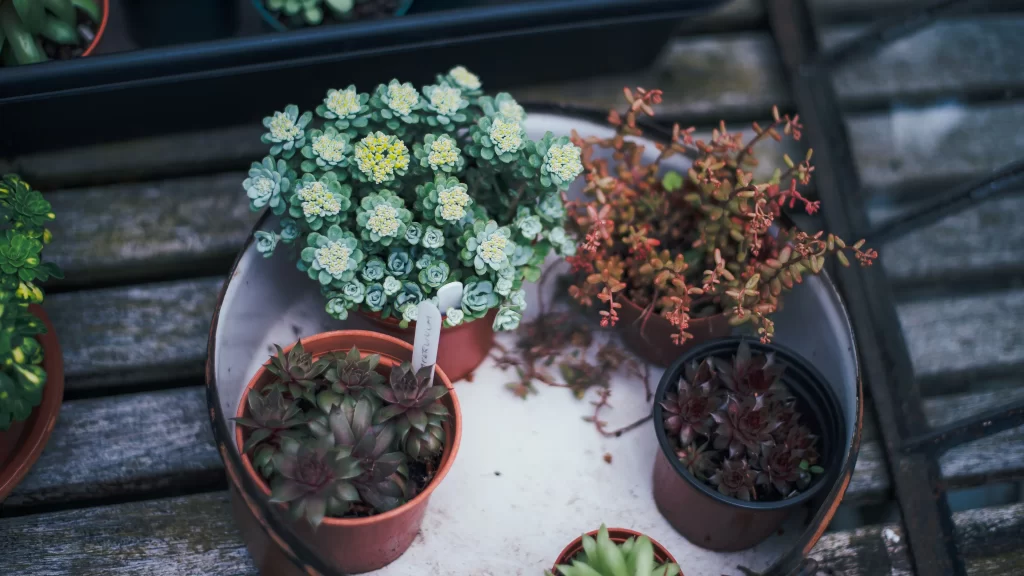 Succulents Greenery Terracotta Pots Garden
