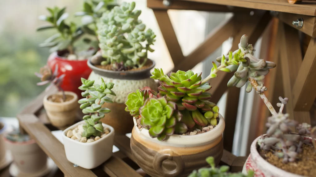 Succulents Potted Plants Wooden Shelves Greenery