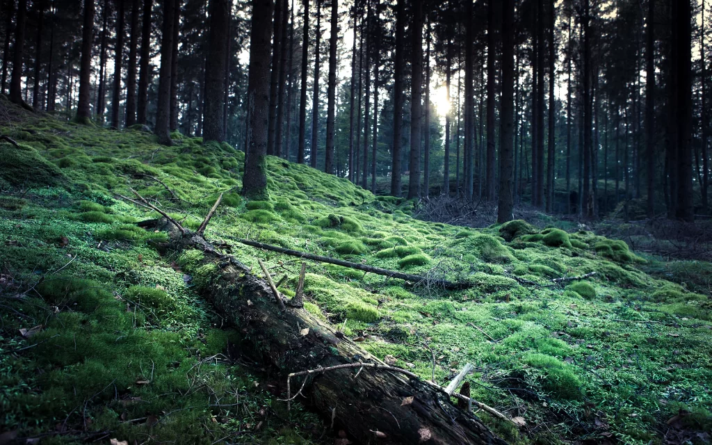 Sunlight Forest Moss Trees Nature Greenery