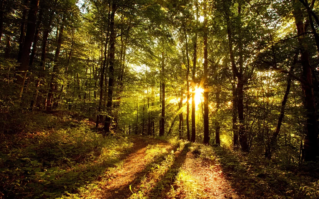 Sunlight Forest Path Greenery Nature Tranquility