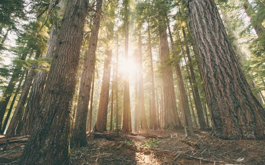 Sunlight Forest Tall Trees Nature Greenery