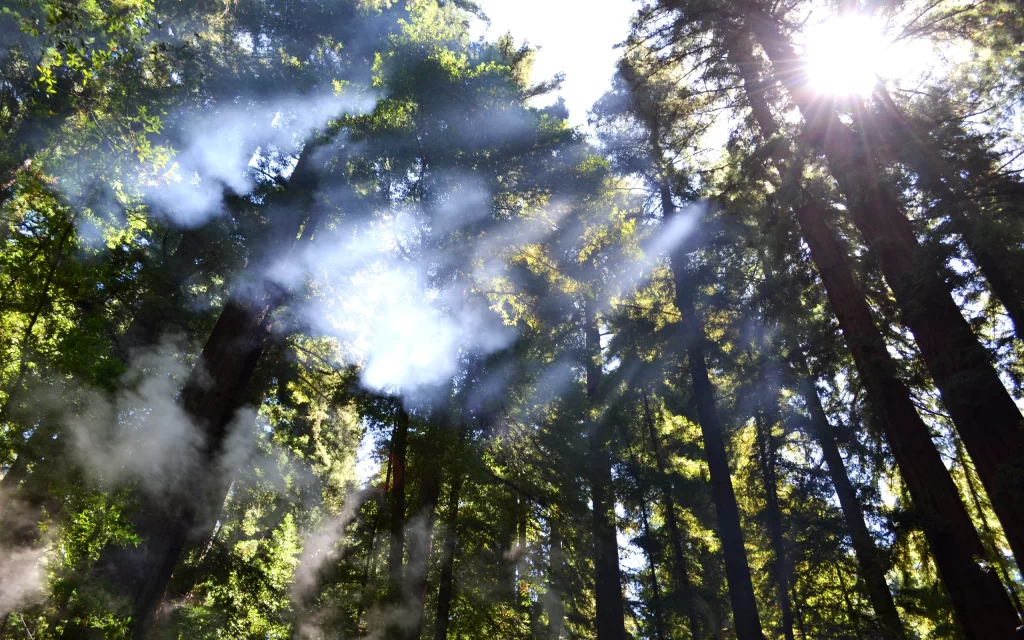 Sunlight Forest Trees Mist Green Nature