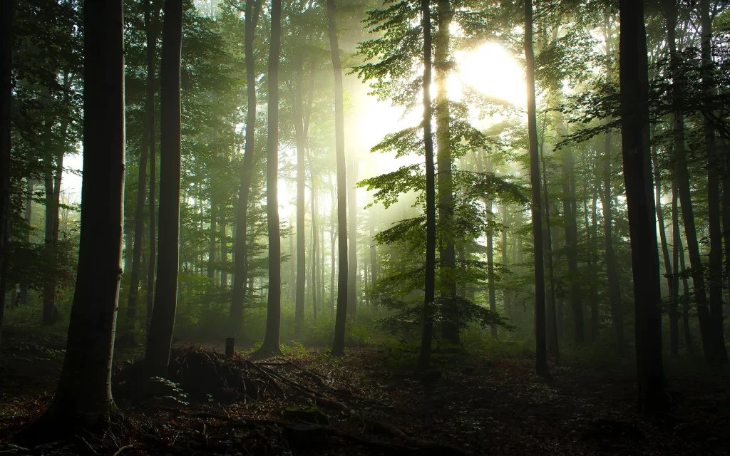 Sunlight Forest Trees Mist Nature Green