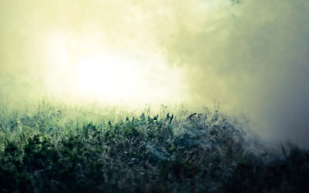 Sunlight Misty Field Greenery Nature Fog