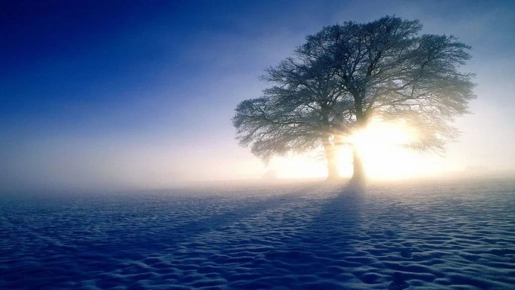 Sunlight Winter Tree Snow Landscape