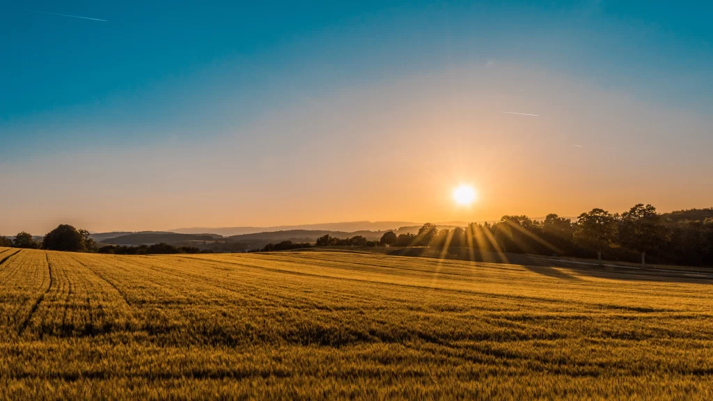 Sunset Field Wheat Trees Sky Horizon