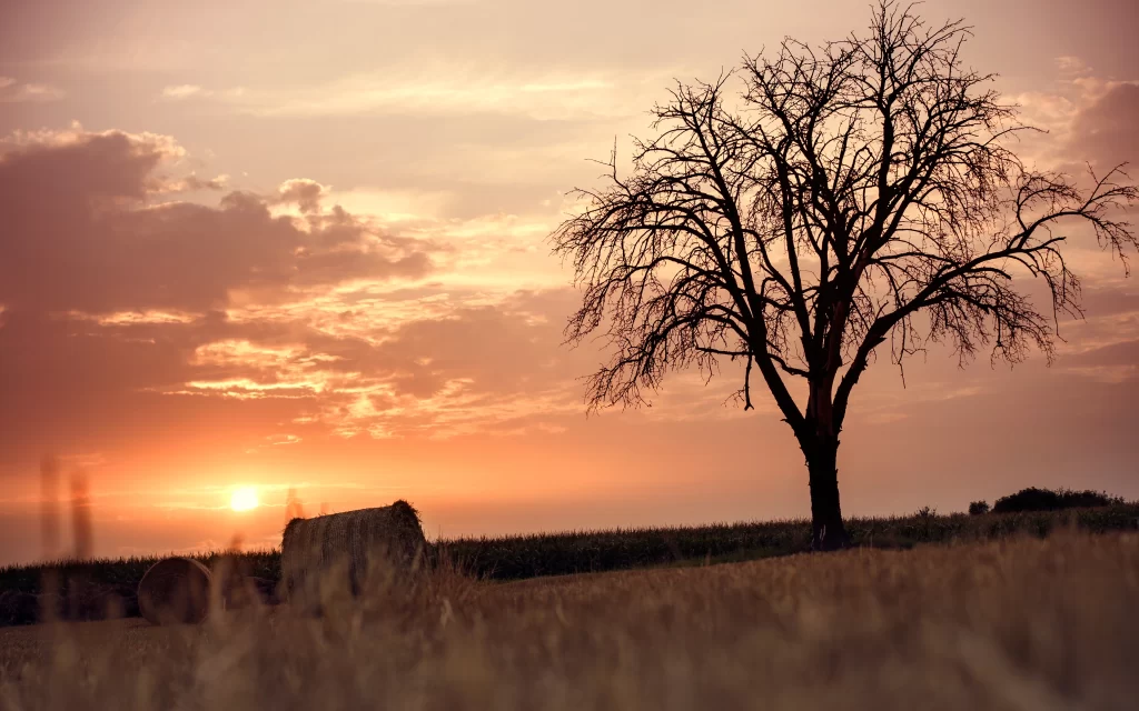 Sunset Tree Silhouette Haystacks Field Clouds