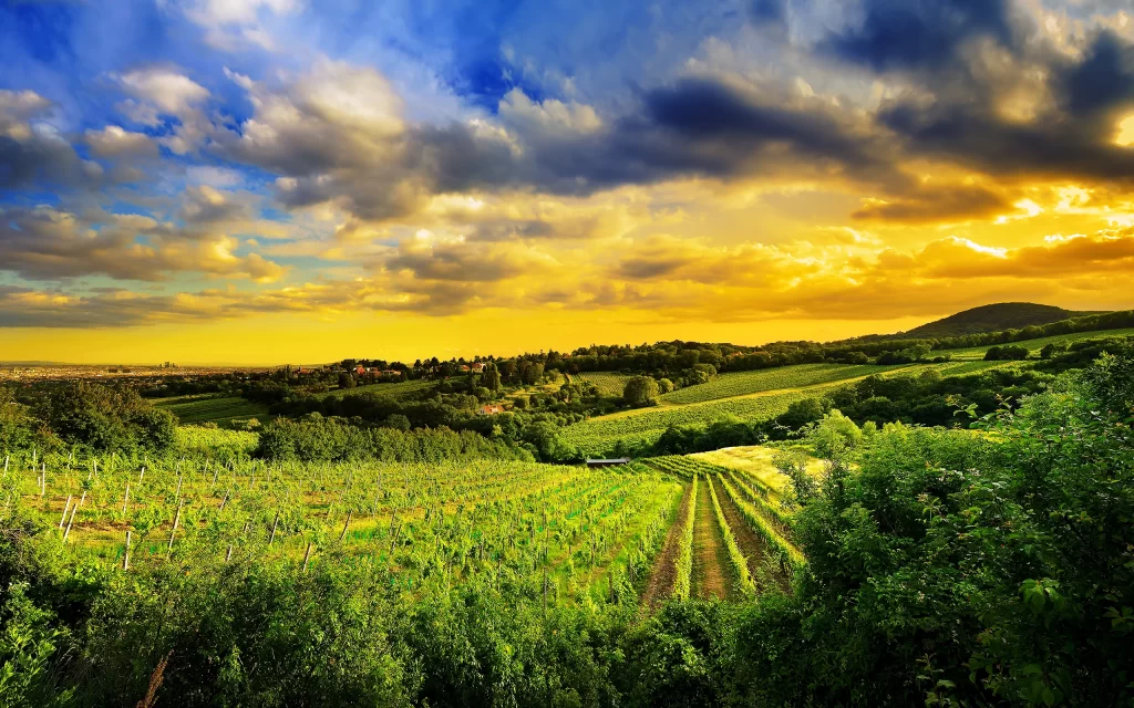 Sunset Vineyard Hills Greenery Clouds Scenery